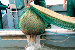 Sacco di vongole pescato