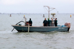 Pesca delle vongole